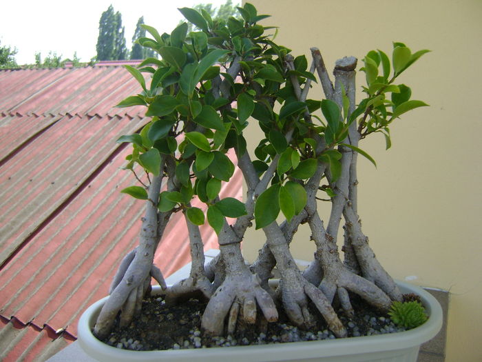 Ficus ginseng impletit - Bonsai si prebonsai 2016-2017