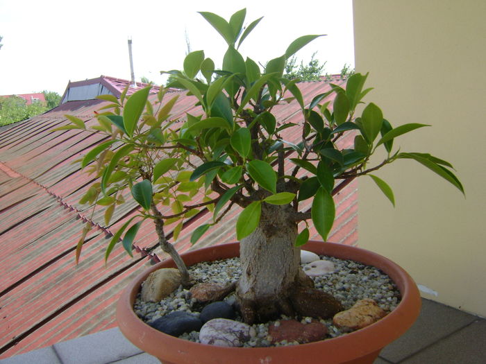 Ficus ginseng & Nandina domestica nana