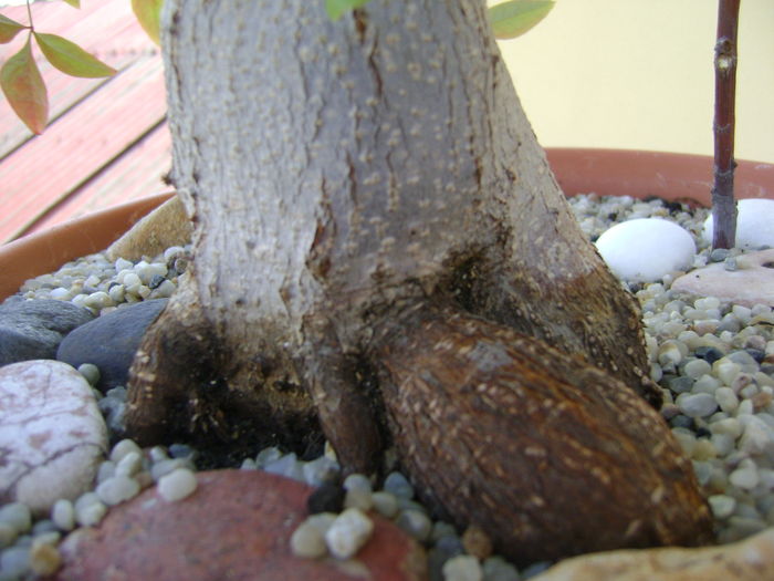 Ficus ginseng, detaliu caudex