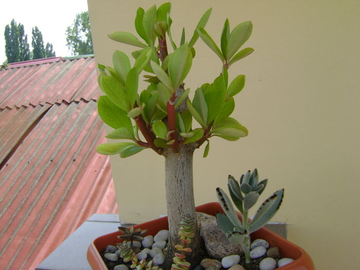 Euphorbia umbellata & suculente; Suculente: Kalanchoe orygalis, Tomentosa si Crassula  marnieriana
