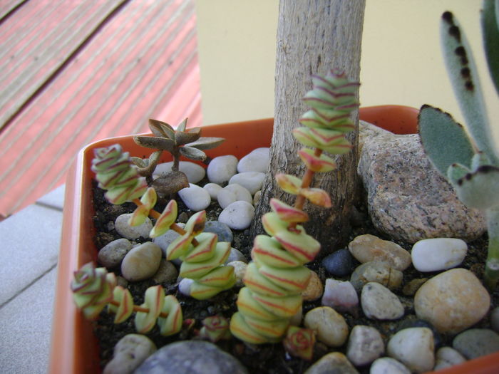 Crassula marnieriana