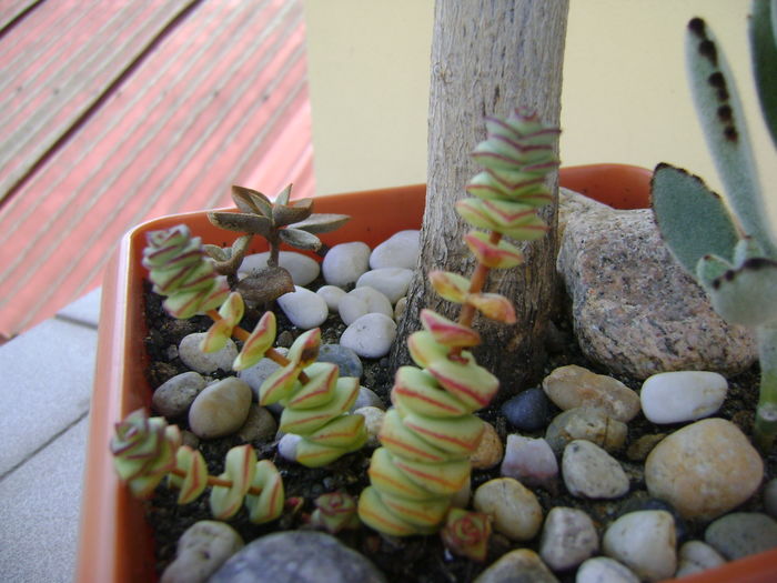 Crassula marnieriana