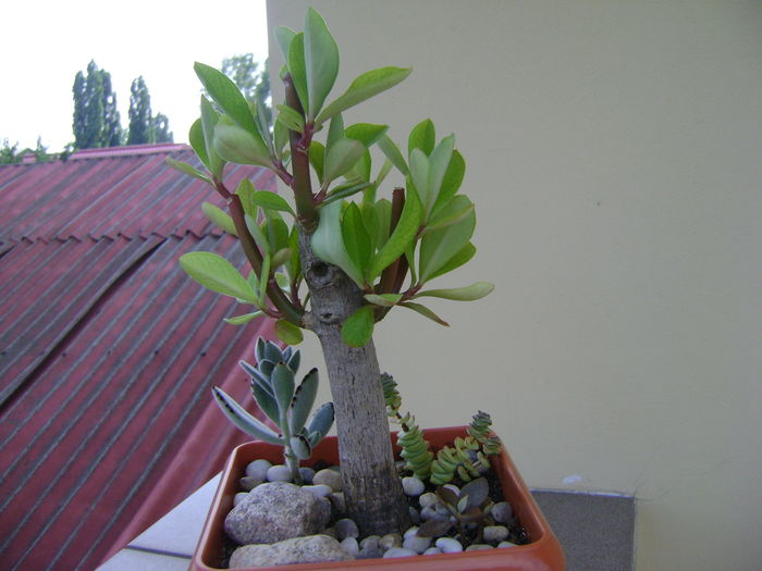 Euphorbia umbellata & suculente; Suculente: Kalanchoe orygalis, Tomentosa si Crassula  marnieriana
