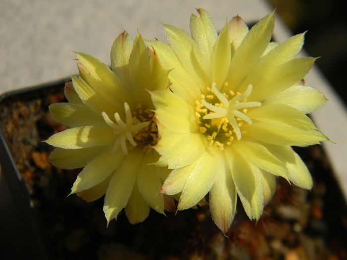 DSCN7832 - 05-Flori-Boboci-Fructe de cactus
