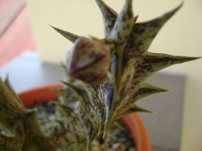 Orbea decaisneana hb., boboc - Stapeliade 2016