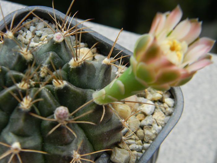 DSCN7883