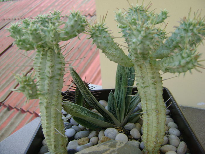 Euphorbia mammillaris f. variegata - Suculente 2016