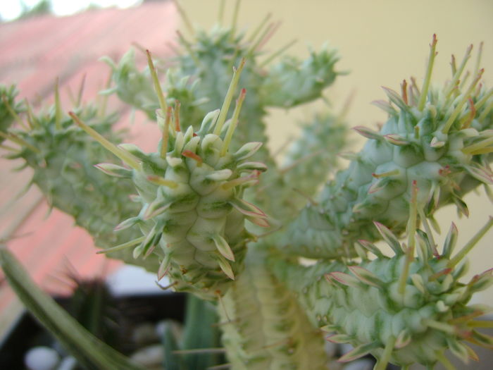 Euphorbia mammillaris f. variegata - Suculente 2016