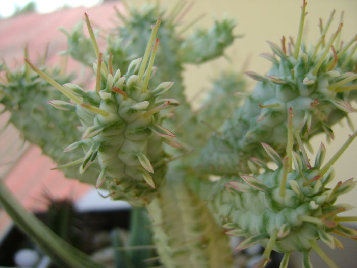 Euphorbia mammillaris f. variegata - Suculente 2016