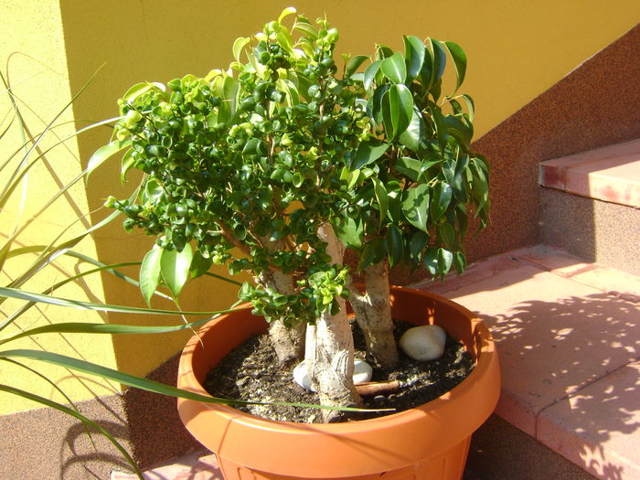 Ficus benjamin verde, variegat & Ficus curly