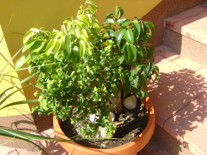 Ficus benjamin verde, variegat & Ficus curly