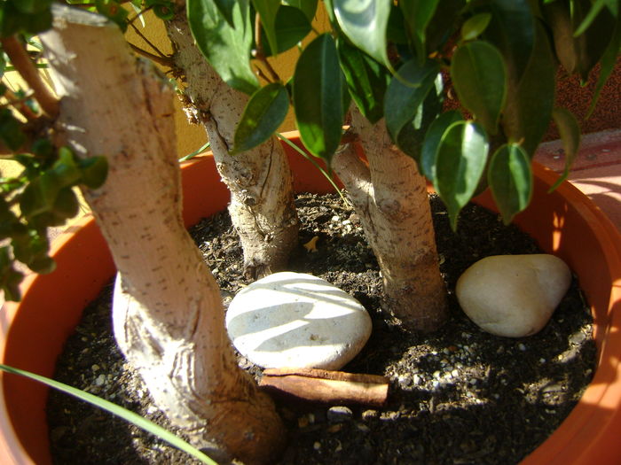Ficus benjamin verde, variegat & Ficus curly, detalii