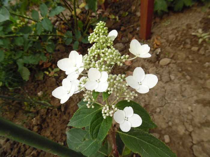 123 - hortensia