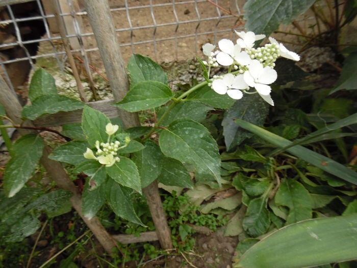 133 - hortensia