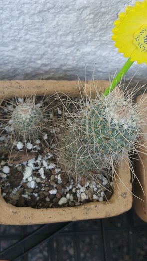 Mammillaria geminispina - Cactusi si Suculente