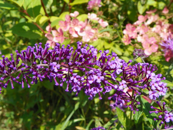 buddleja Empire Blue