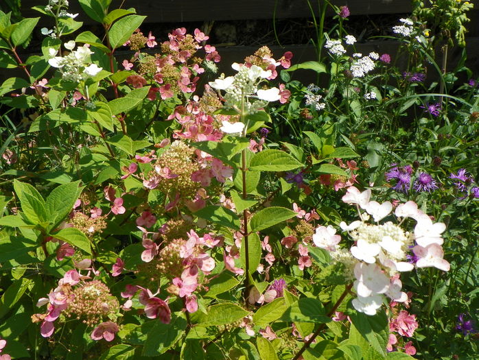 hydrangea Early Sensation