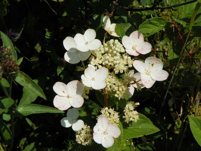 hydrangea Early Sensation