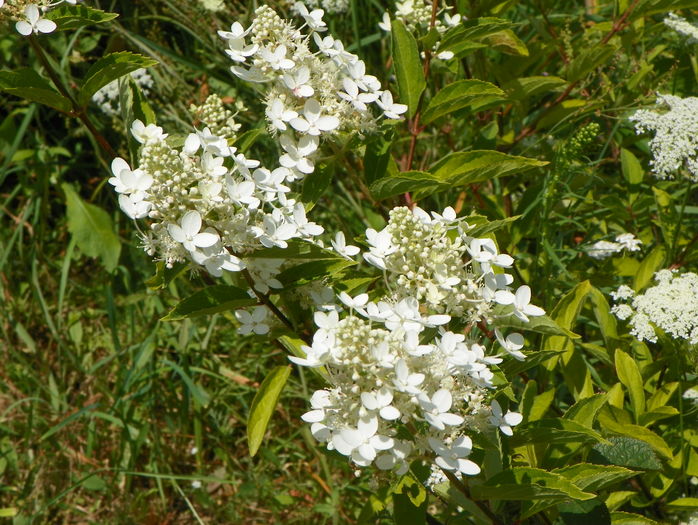hydrangea Grandiflora