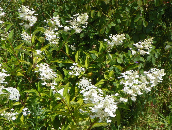 hydrangea Grandiflora