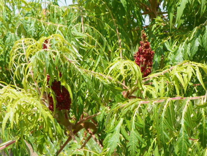 rhus typhina