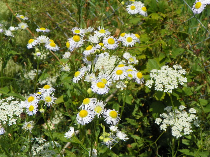 erigeron annuus