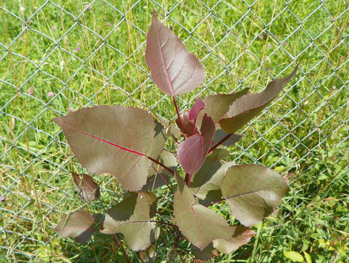 populus Purple Tower