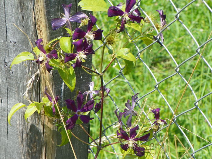 clematis Mikelite