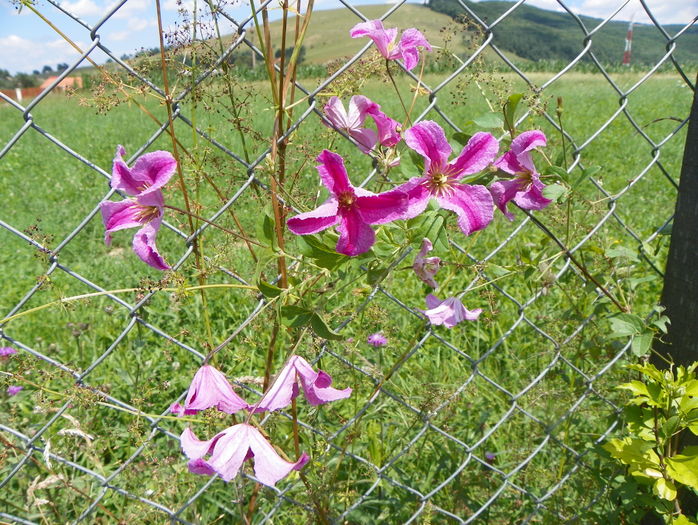 clematis Krakowiak