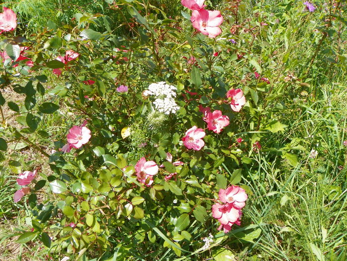 Douceur Normande