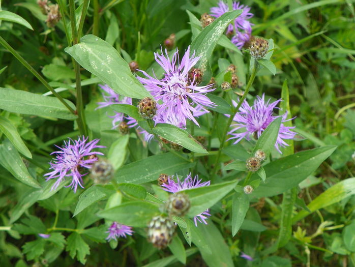 centaurea jacea