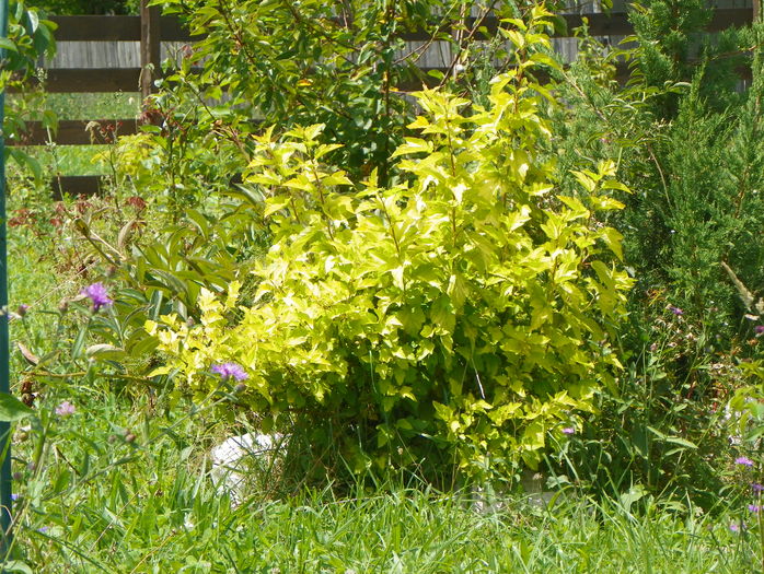 physocarpus Dart's Gold