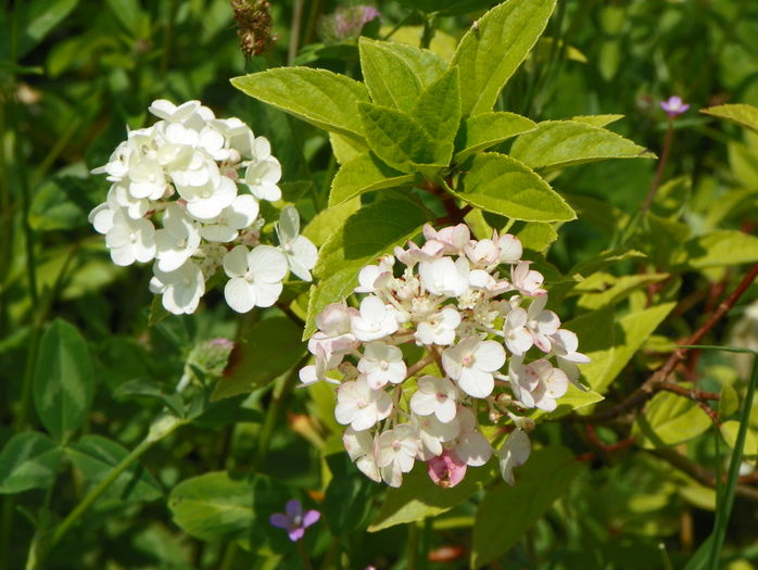 hydrangea Polar Bear