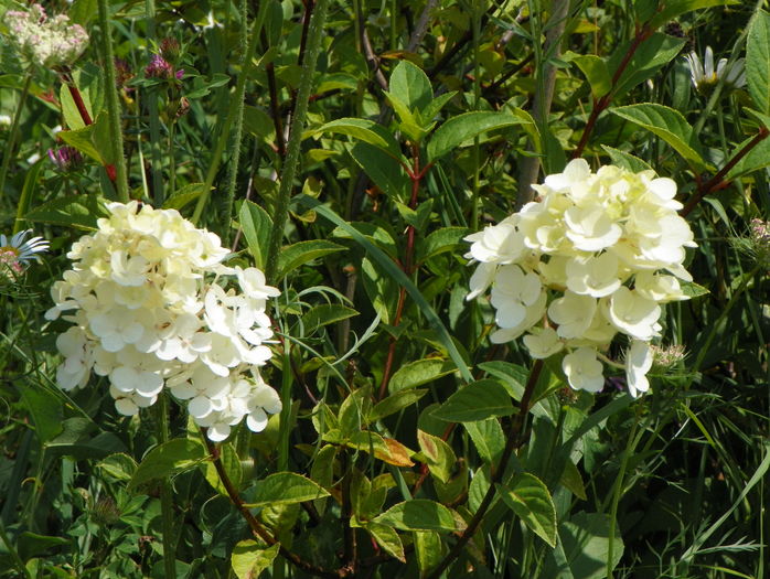 hydrangea Sundae Fraise
