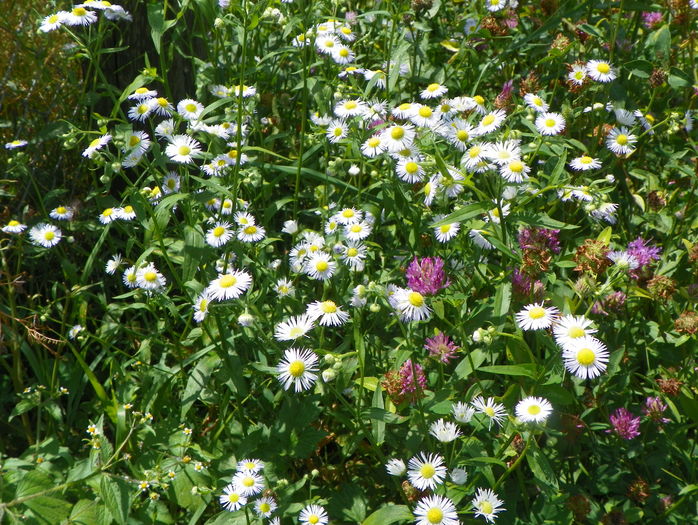 erigeron annuus
