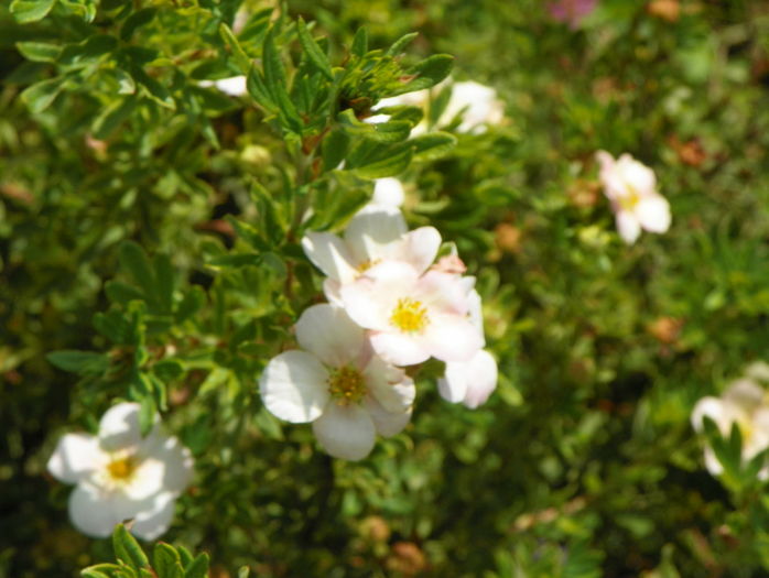 potentilla Lovely Pink