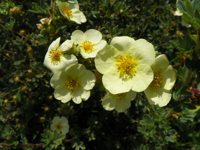 potentilla Primerose Beauty