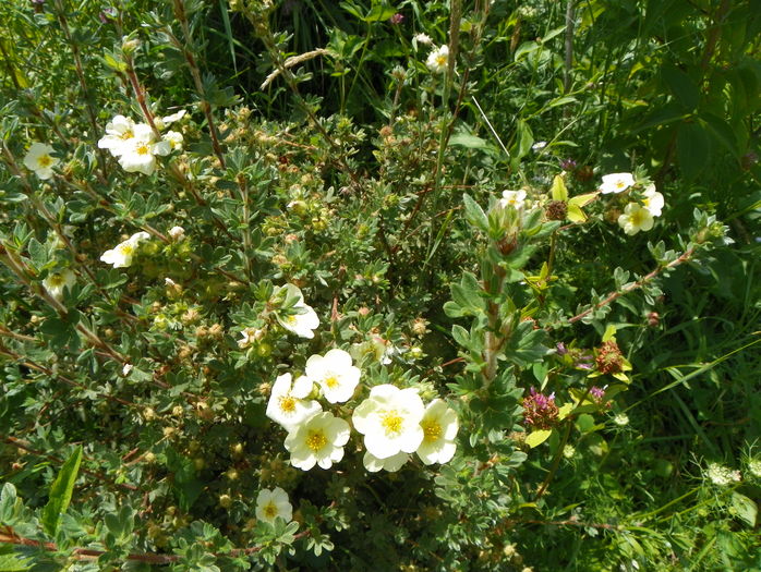 potentilla Primerose Beauty