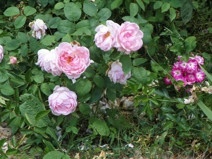 Kathryn Morley si Greetings - Trandafiri 2016 3