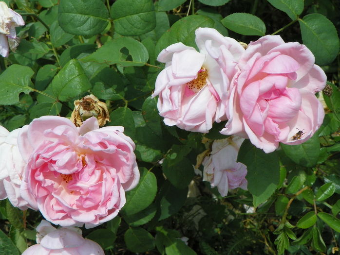 Kathryn Morley - Trandafiri 2016 3