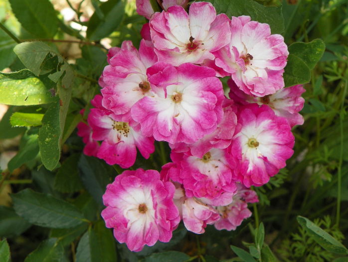 Greetings - Trandafiri 2016 3