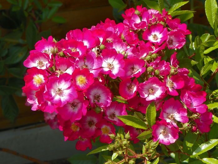 Red Ballerina - Trandafiri 2016 3