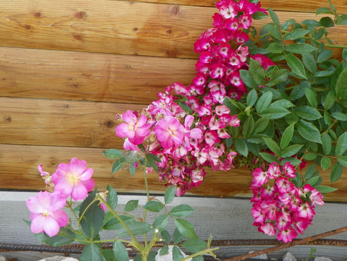 Red Ballerina si Lavender Dream - Trandafiri 2016 3