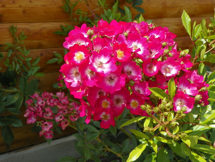 Red Ballerina - Trandafiri 2016 3