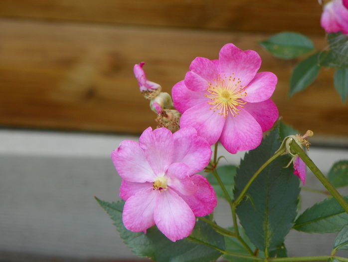 Lavender Dream - Trandafiri 2016 3