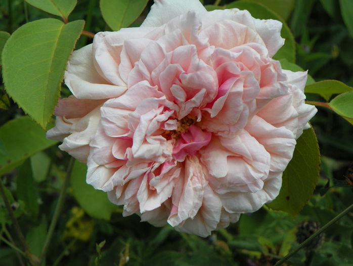 Gloire de Dijon - Trandafiri 2016 3