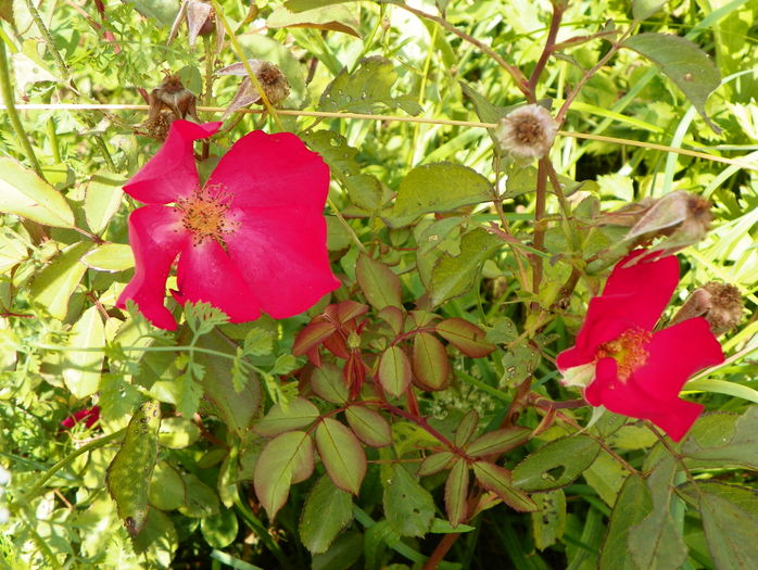 Rose of Picardy - Trandafiri 2016 3