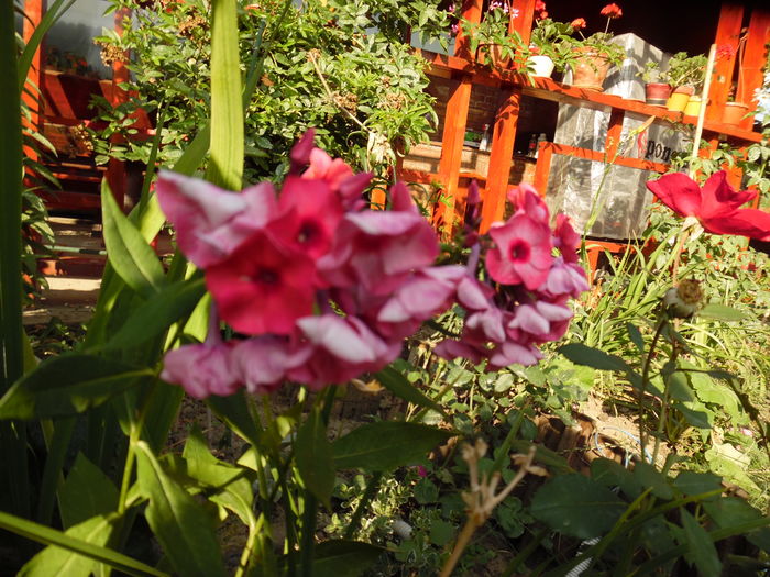 Phlox Tequila Sunrise