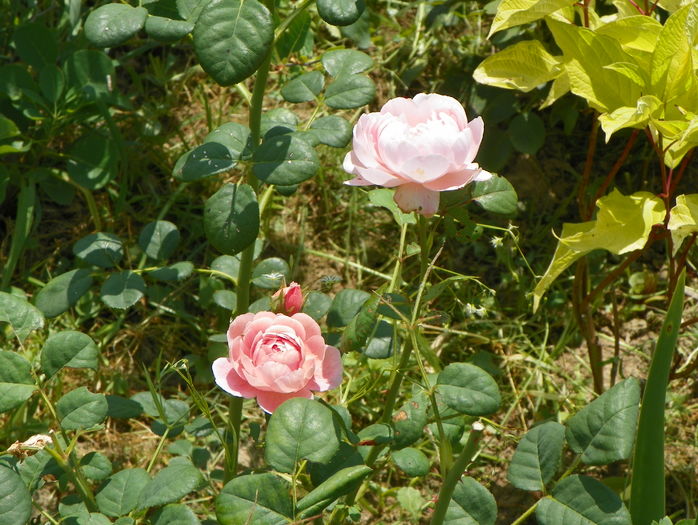 Queen of Sweden - Trandafiri 2016 3