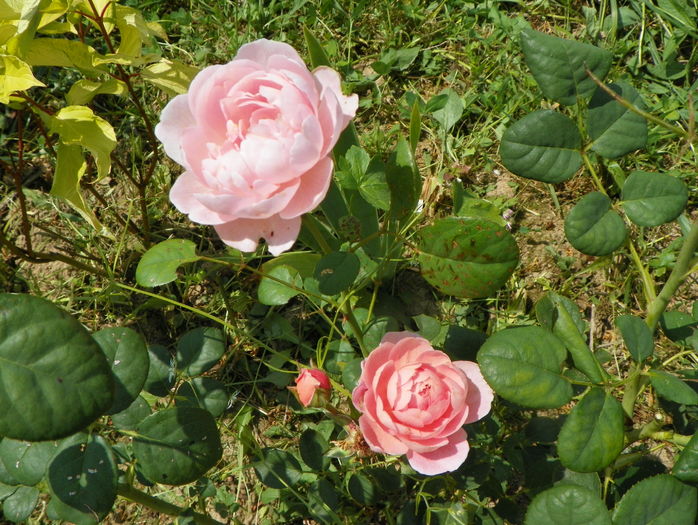 Queen of Sweden - Trandafiri 2016 3